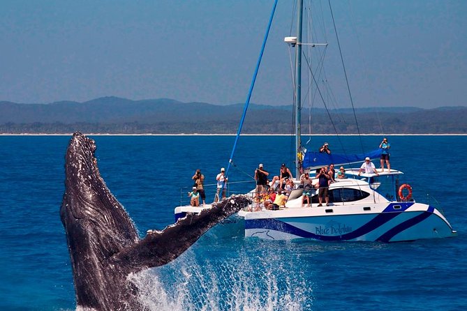 Hervey Bay: Best Value Half Day Whale Watching Cruise - Tea on the return trip