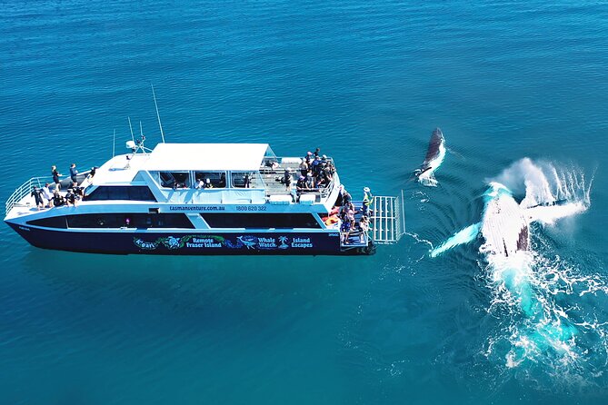 Hervey Bay: Best Value Half Day Whale Watching Cruise - How the $85.35 price measures up