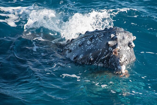 Hervey Bay: Best Value Half Day Whale Watching Cruise - Setting out from Great Sandy Straits Marina