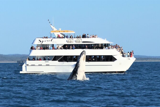 Hervey Bay Champagne Sunset Sail - Wildlife surprises, from dolphins to fruit bats