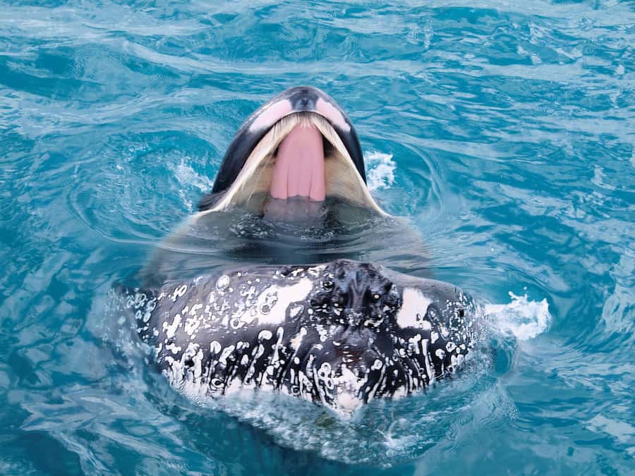 Hervey Bay: Half-Day Whale-Watching Cruise - Key points at a glance