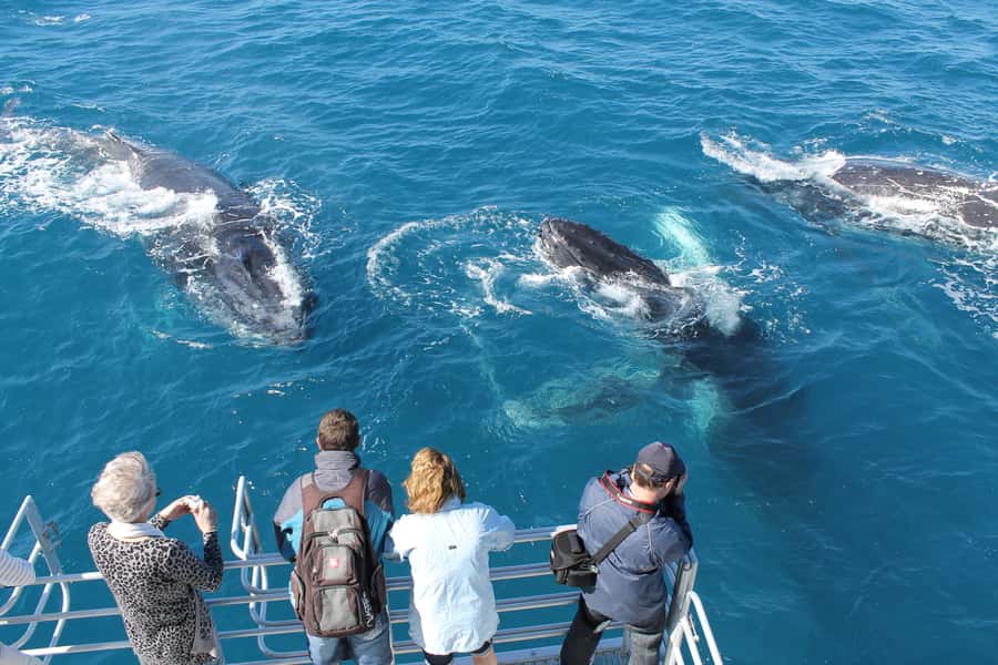 Hervey Bay: Half-Day Whale-Watching Cruise - Why Hervey Bay is such a good place for whales