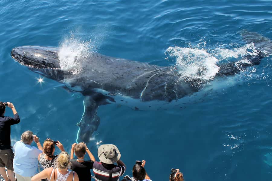 Hervey Bay: Half-Day Whale-Watching Cruise - The first part of the cruise: learning how to scan the water