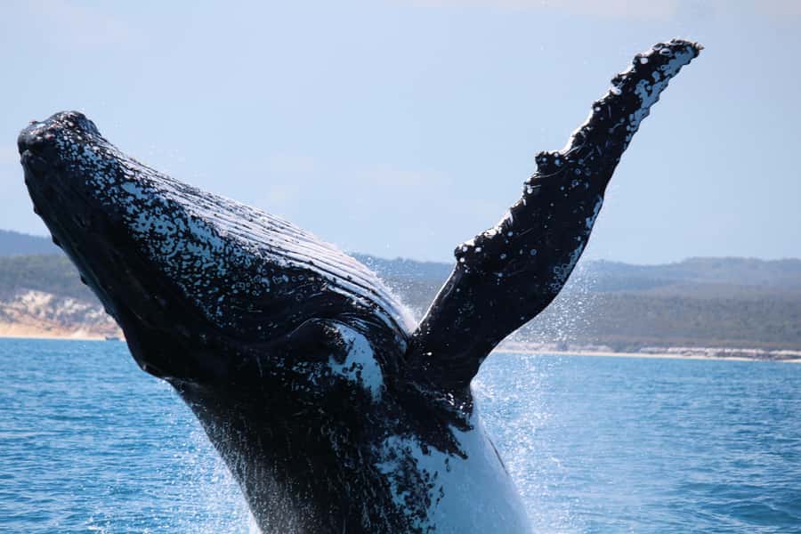 Hervey Bay: Half-Day Whale-Watching Cruise - Searching several areas of the bay