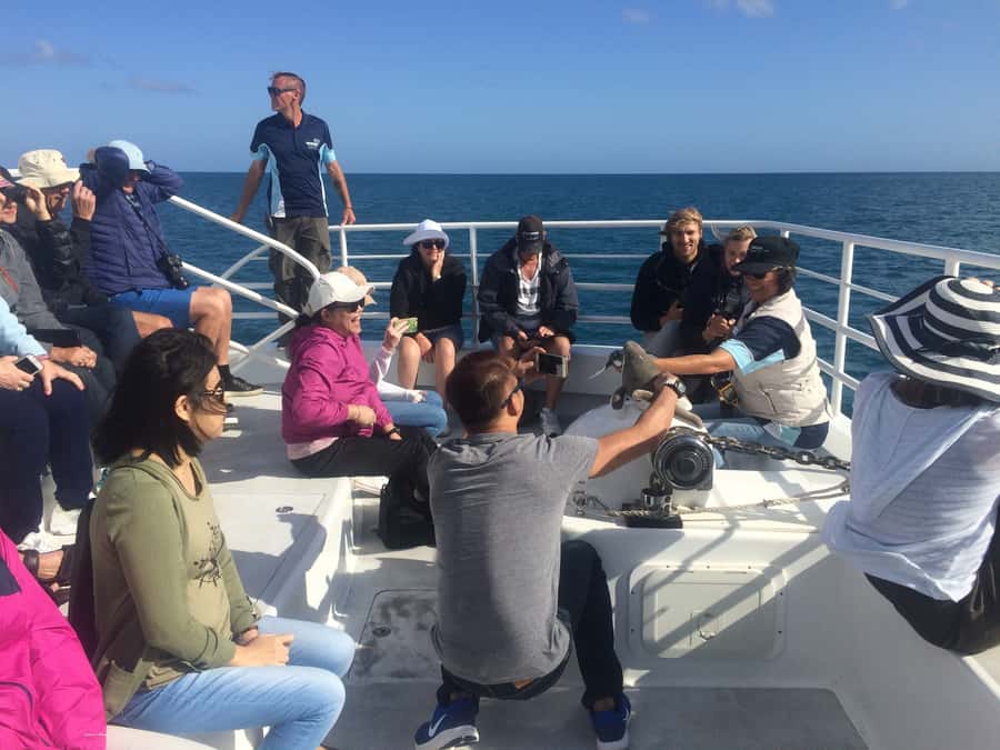 Hervey Bay: Half-Day Whale Watching Cruise with Meal - Key points before you book