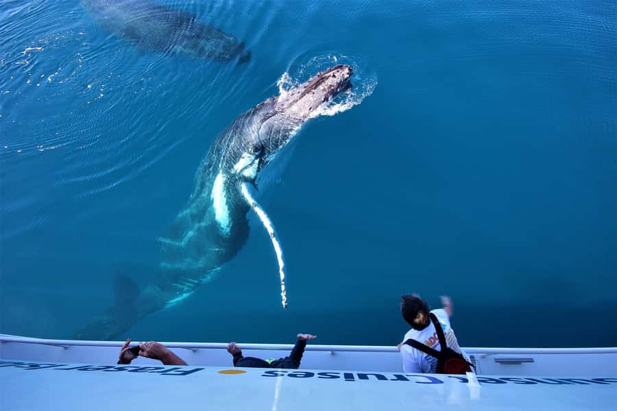 Hervey Bay: Half-Day Whale Watching Cruise with Meal - Why Hervey Bay is such a good whale-watching base