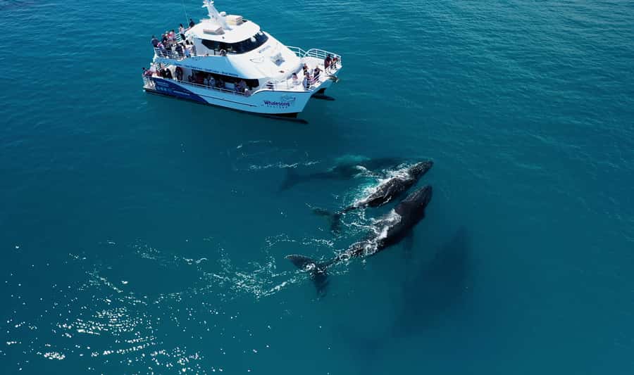 Hervey Bay: Half-Day Whale Watching Cruise with Meal - Four hours built around the whales
