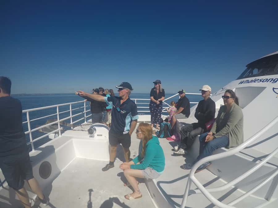 Hervey Bay: Half-Day Whale Watching Cruise with Meal - What you may see besides humpbacks
