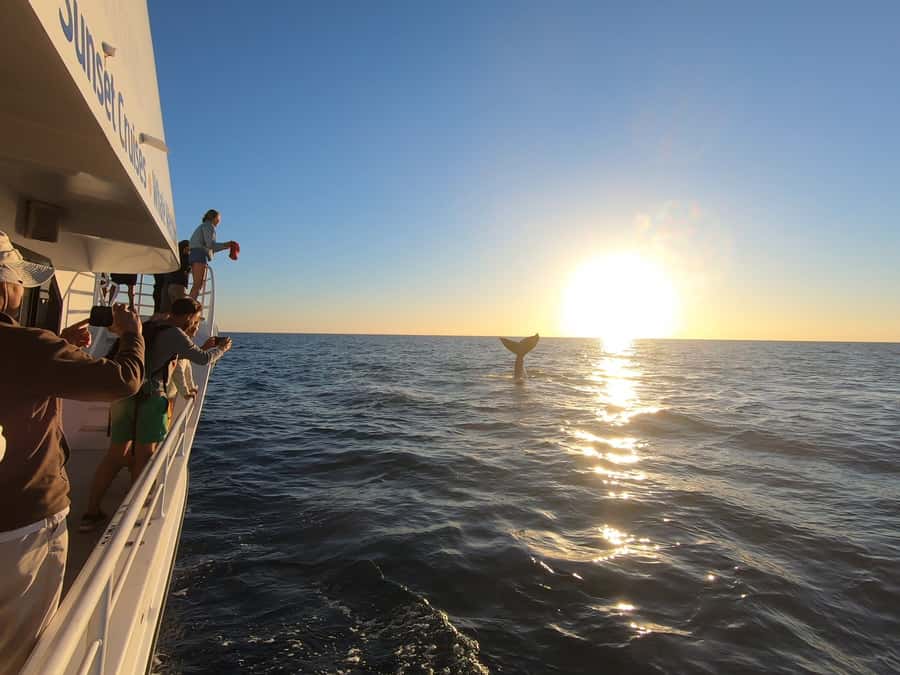 Hervey Bay: Half-Day Whale Watching Cruise with Meal - Meals that make the half-day worthwhile