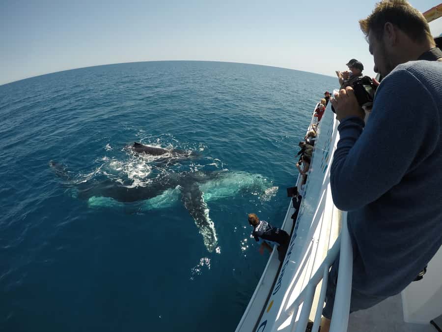 Hervey Bay: Half-Day Whale Watching Cruise with Meal - Comfort, space, and the rough-water question