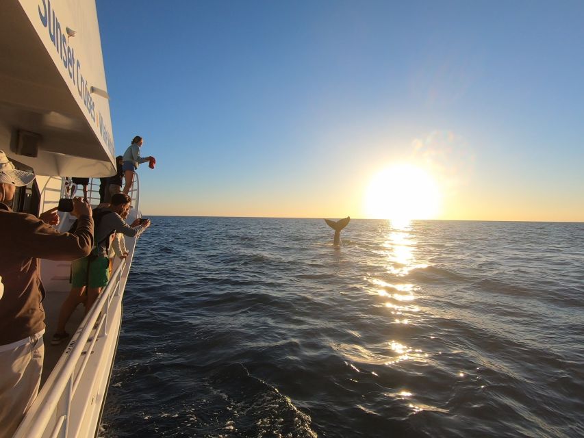 Hervey Bay: Half-Day Whale Watching Cruise with Meal - Is $113 good value?
