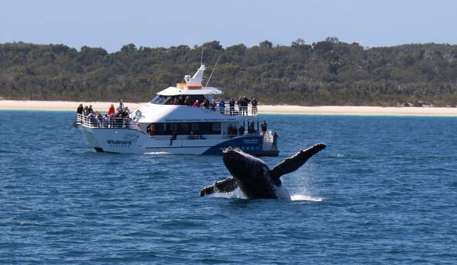 Hervey Bay: Half-Day Whale Watching Cruise with Meal - Who will enjoy this cruise most?
