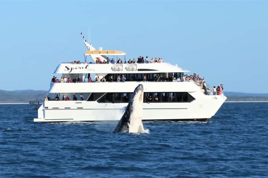 Hervey Bay: Half-Day Whale-Watching Cruise - Meeting the Amaroo at the Boat Club