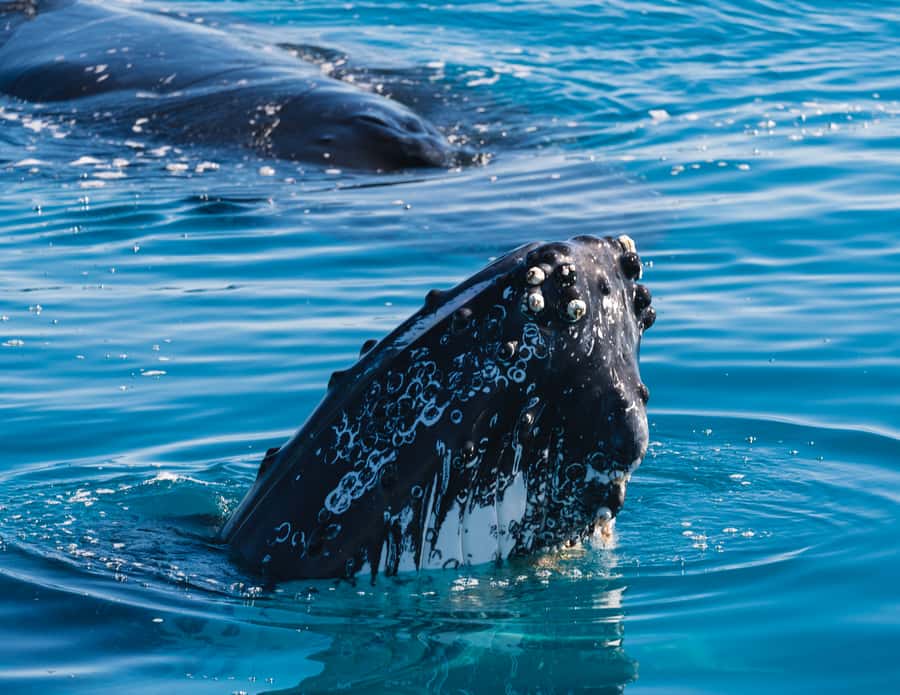 Hervey Bay: Humpback Whale-Watching Half-Day Cruise - Key things to know before boarding