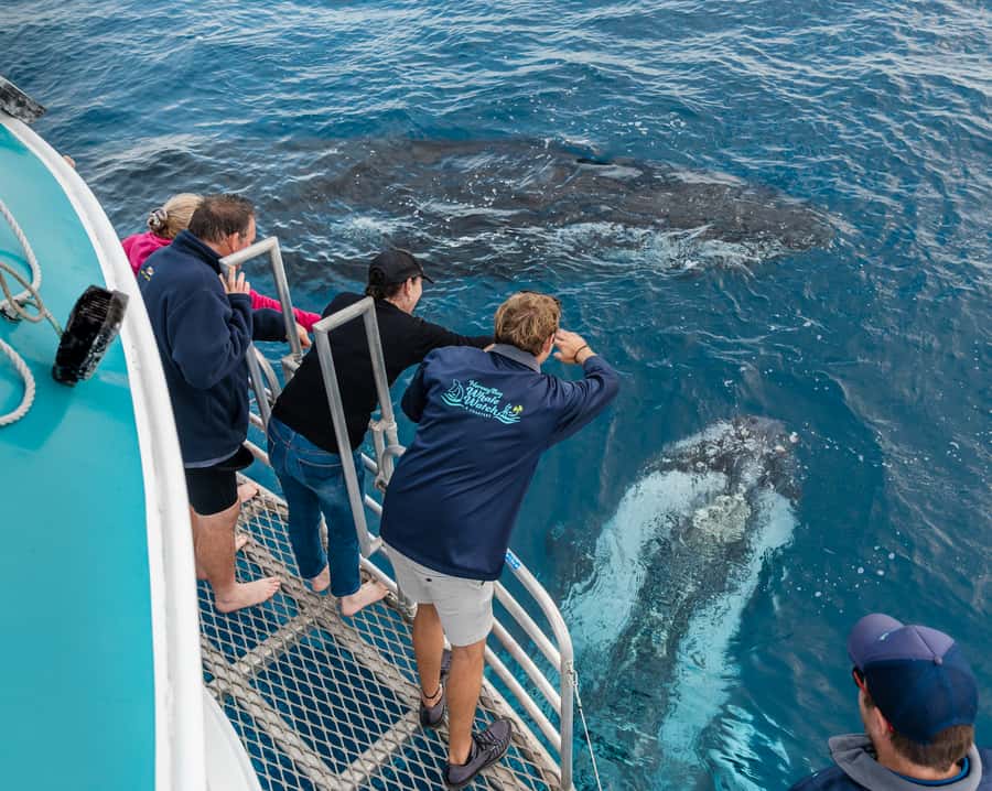 Hervey Bay: Humpback Whale-Watching Half-Day Cruise - Setting out from Hervey Bay
