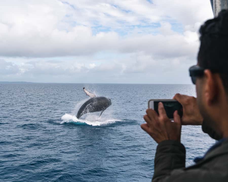 Hervey Bay: Humpback Whale-Watching Half-Day Cruise - Family trips, photography, and mobility