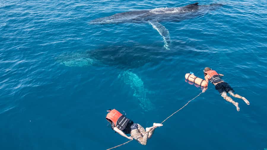 Hervey Bay: Humpback Whale-Watching Half-Day Cruise - Is $84 good value?