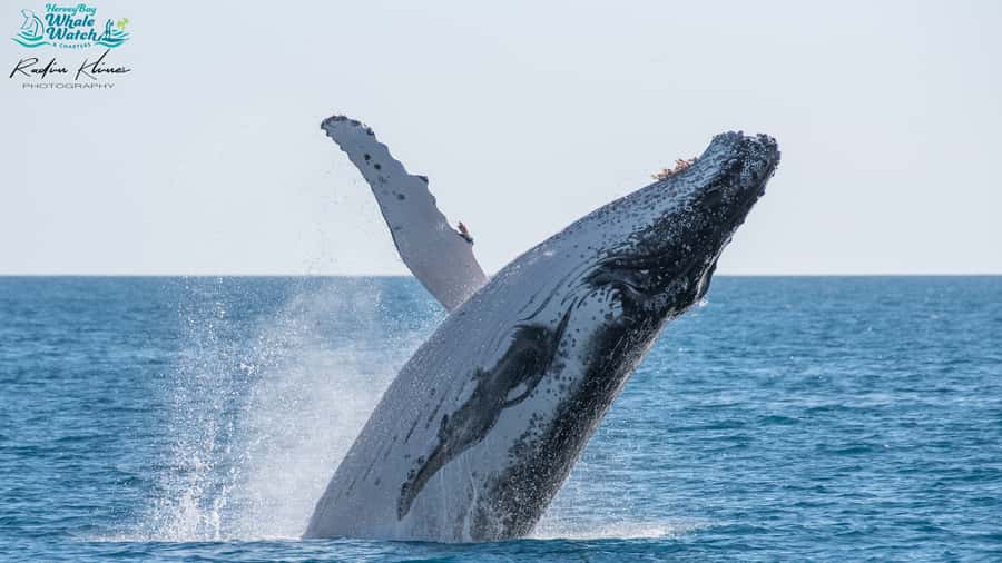 Hervey Bay: Humpback Whale-Watching Half-Day Cruise - Quick Cat II, built for moving whale watchers