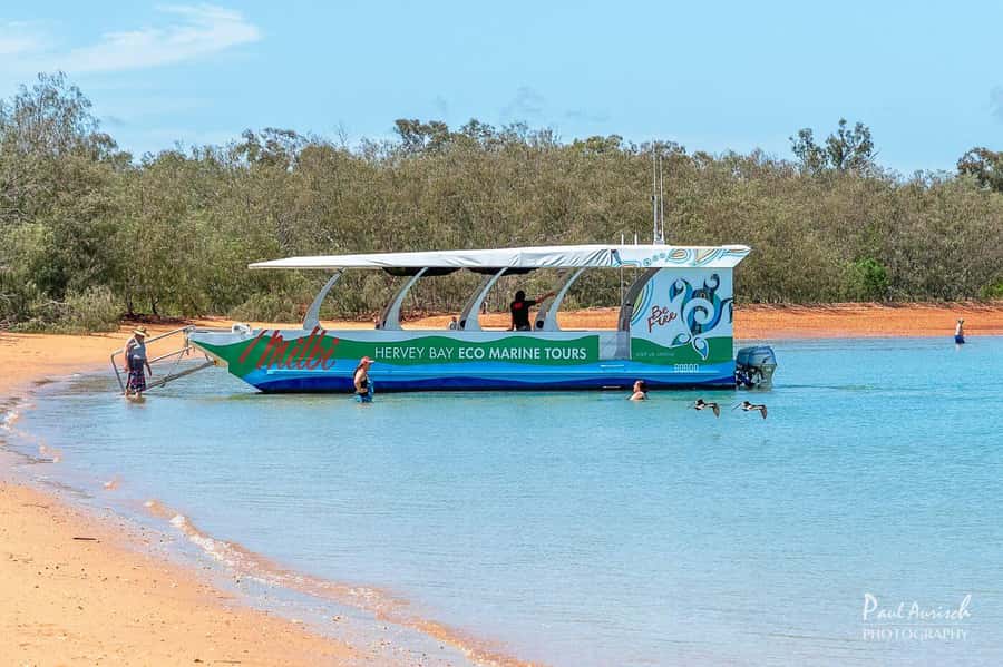 Hervey Bay: Turtle Discovery Eco Tour - Key points to know before you go