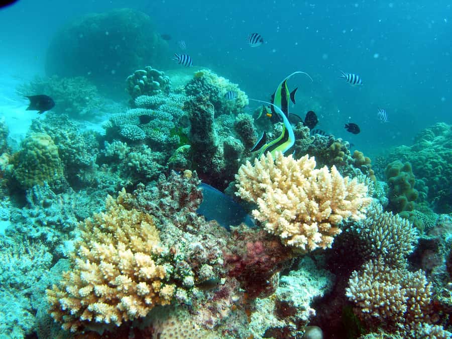 Hervey Bay: Turtle Discovery Eco Tour - Choosing your island stop