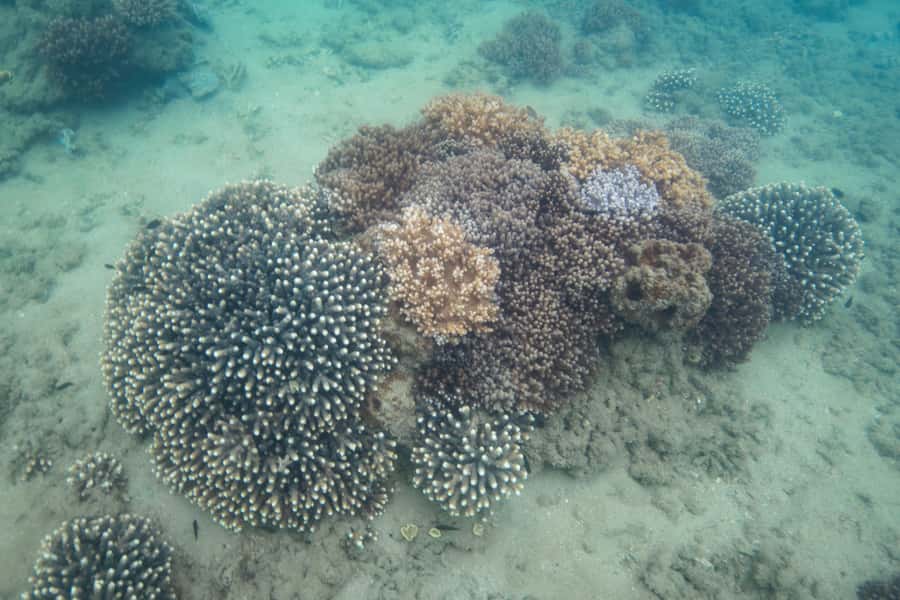 Hervey Bay: Turtle Discovery Eco Tour - How much value do you get for $77?