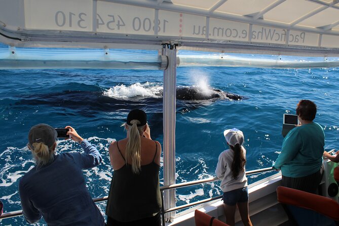 Hervey Bay Ultimate Whale Watching Cruise - Key Points Before You Book