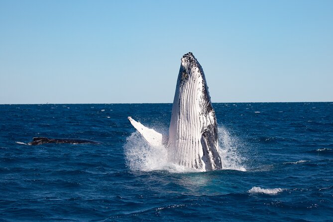 Hervey Bay Ultimate Whale Watching Cruise - Why Hervey Bay Is a Strong Place for Whale Watching