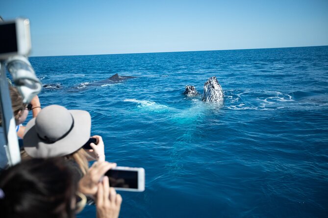 Hervey Bay Ultimate Whale Watching Cruise - What Happens During the Three Hours