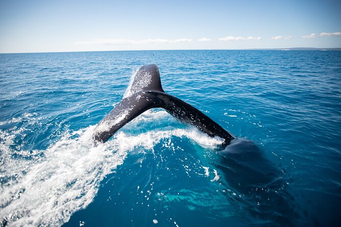 Hervey Bay Ultimate Whale Watching Cruise - The Best Moments Are Often Unscripted