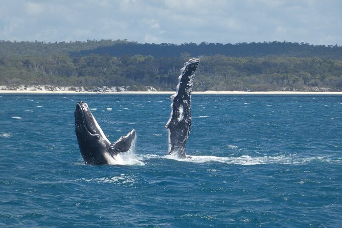 Hervey Bay Ultimate Whale Watching Cruise - Marine Science Makes the Trip More Meaningful