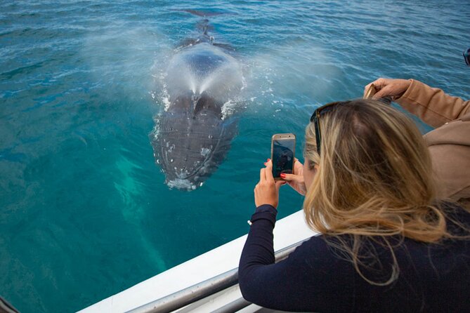 Hervey Bay Ultimate Whale Watching Cruise - Is $85.35 Good Value?