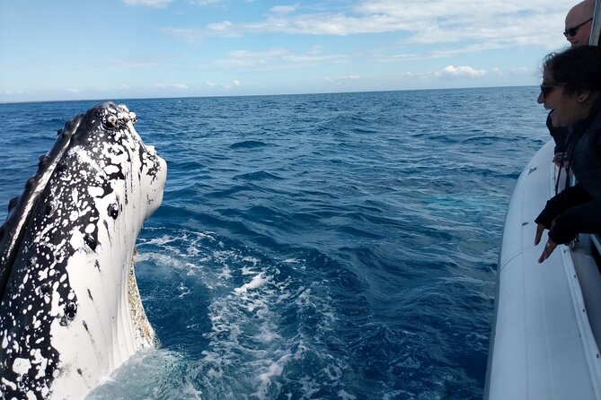 Hervey Bay Ultimate Whale Watching Cruise - Meeting at Great Sandy Straits Marina