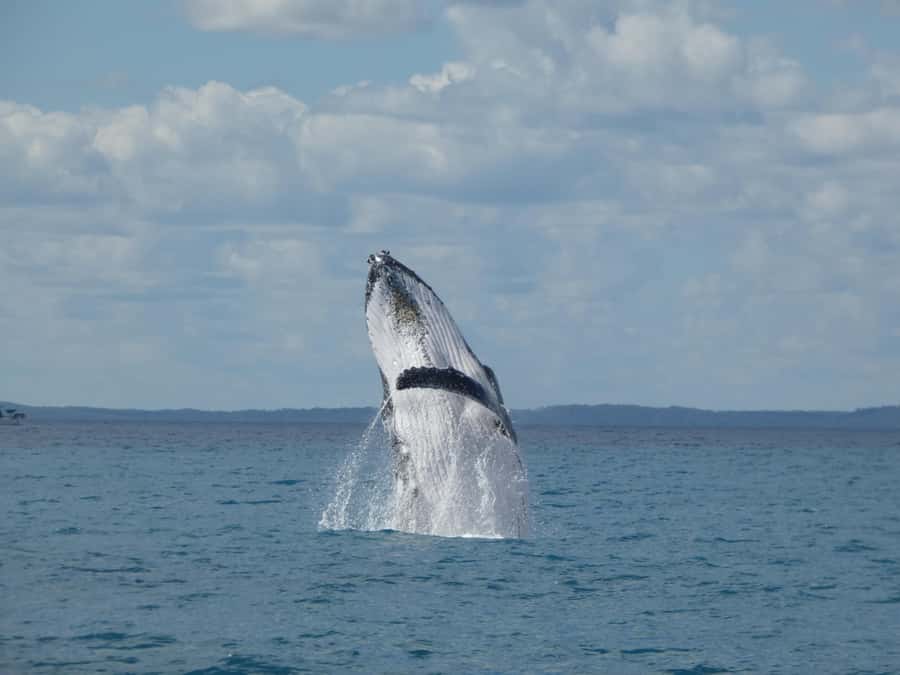 Hervey Bay: Ultimate Whale Watching Experience - Key points to know before you book