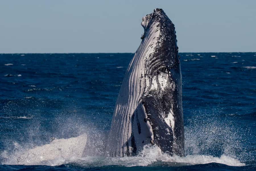 Hervey Bay: Ultimate Whale Watching Experience - Who will enjoy this whale watch most