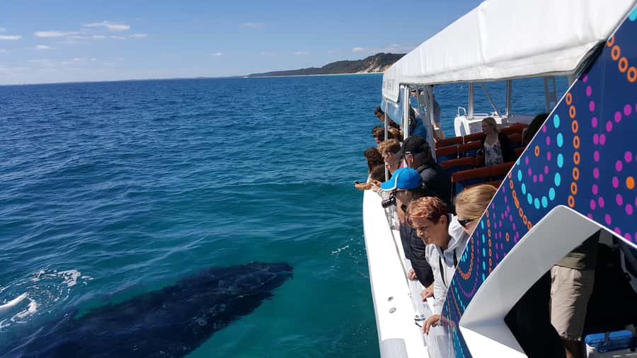 Hervey Bay: Ultimate Whale Watching Experience - Setting out from Great Sandy Straits Marina