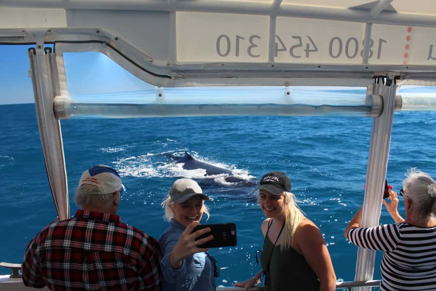 Hervey Bay: Ultimate Whale Watching Experience - Three hours with whales, songs, and patient spotting