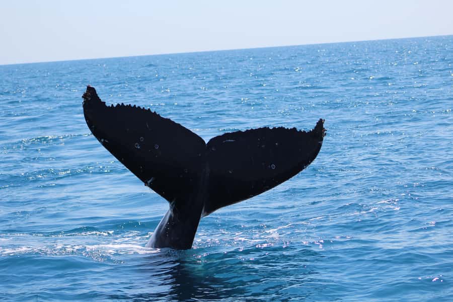 Hervey Bay: Ultimate Whale Watching Experience - What the Ocean Defender feels like on the water