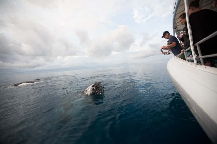 Hervey Bay: Ultimate Whale Watching Experience - Is $84 a fair price for three hours?