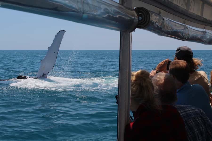 Hervey Bay: Ultimate Whale Watching Experience - The best time for mothers, calves, and lively behavior