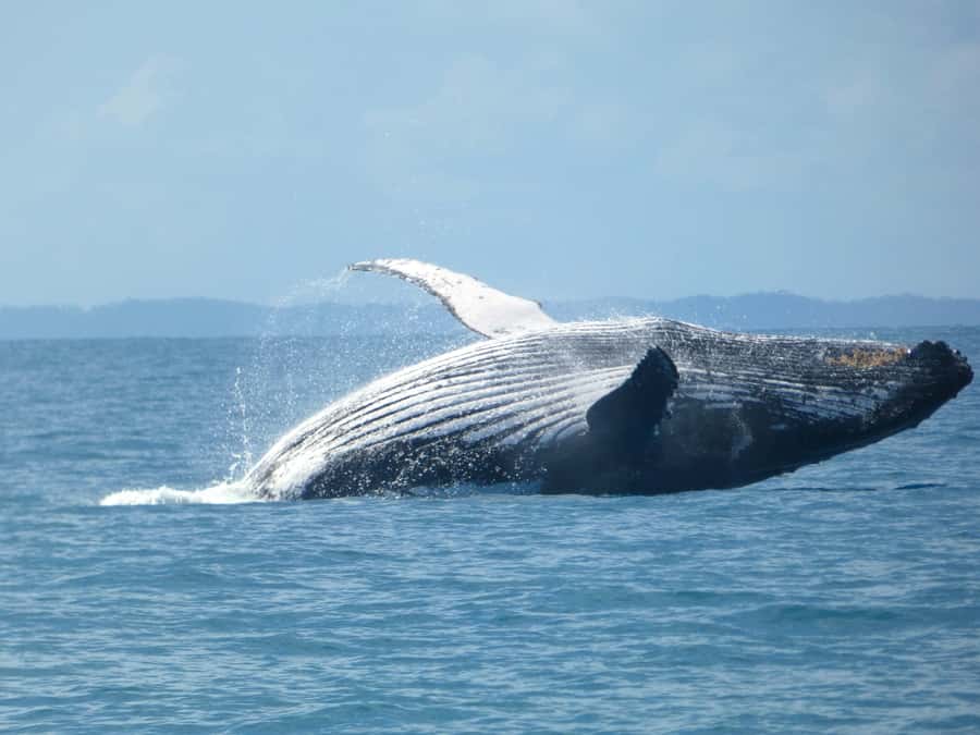 Hervey Bay: Ultimate Whale Watching Experience - Why Platypus Bay matters to the whale watch