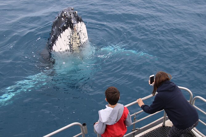 Hervey Bay Whale Watching Cruise - Commentary that adds meaning to the sightings
