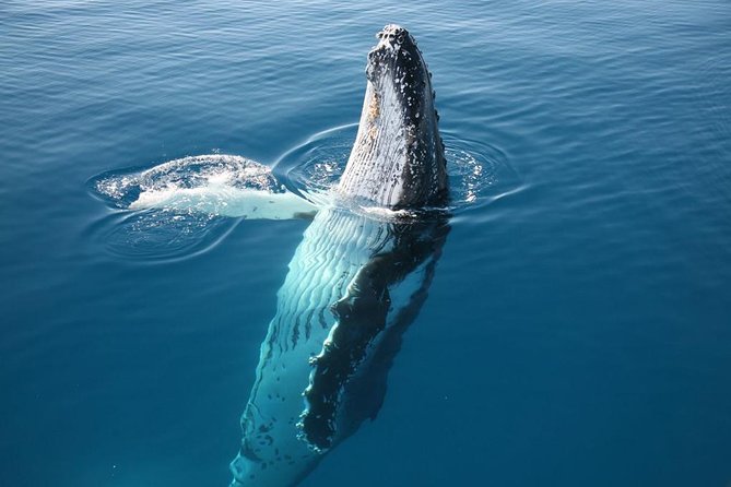 Hervey Bay Whale Watching Cruise - Morning tea, afternoon tea, and the return platter