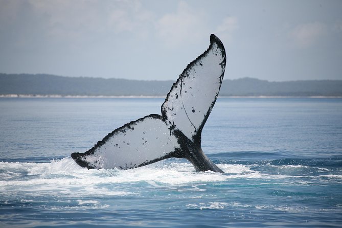 Hervey Bay Whale Watching Cruise - What the route offers beyond the whales