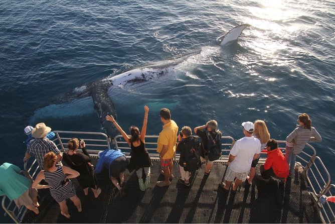 Hervey Bay Whale Watching Cruise - Value at $111.17 per person