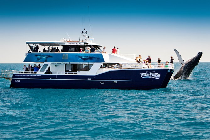 Hervey Bay Whale Watching Cruise - Finding humpback whales in Hervey Bay