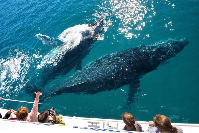 Hervey Bay Whale Watching Experience - Why Hervey Bay is a special place for whale watching