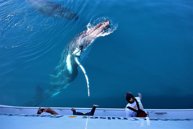 Hervey Bay Whale Watching Experience - Watching humpback behaviour from the viewing decks
