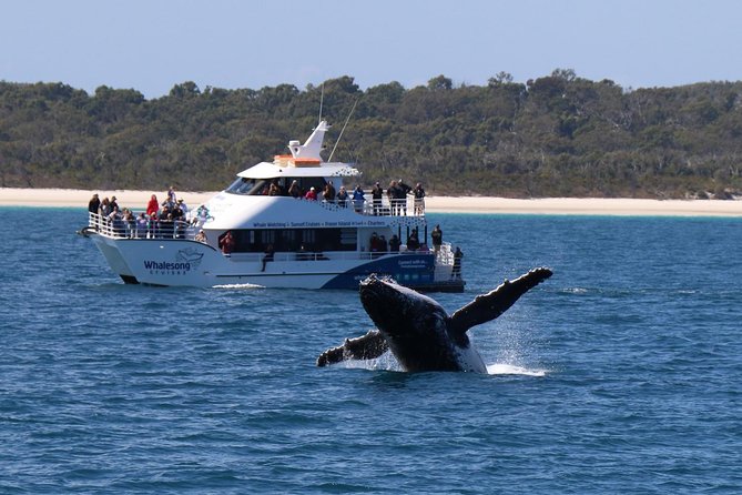Hervey Bay Whale Watching Experience - How the boat handles comfort and rough weather