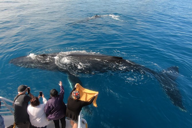 Hervey Bay Whale Watching Experience - The K’gari coastline on the return journey