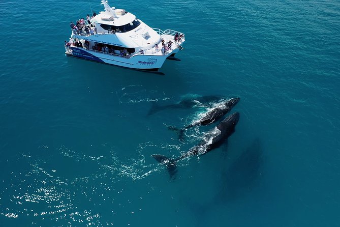 Hervey Bay Whale Watching Experience - Choosing between the morning and afternoon cruises
